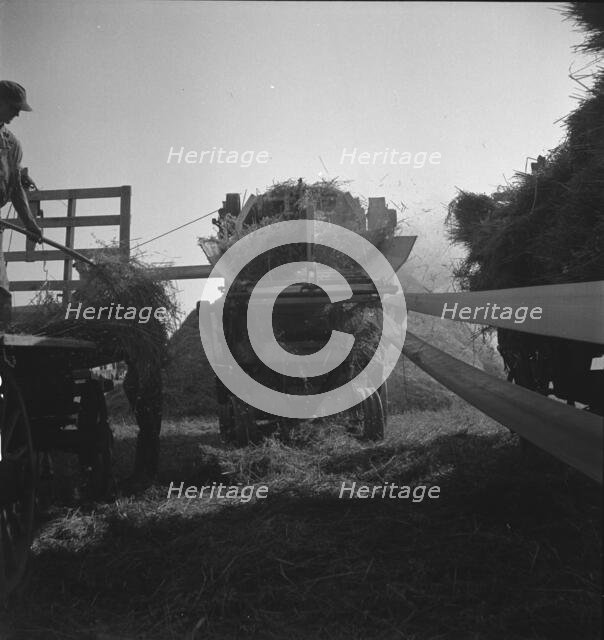 The threshing of oats, Clayton, Indiana, south of Indianapolis, 1936 Creator: Dorothea Lange.