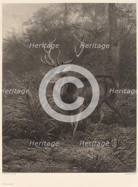 Cerf Dix-Cors. Creator: Karl Bodmer.