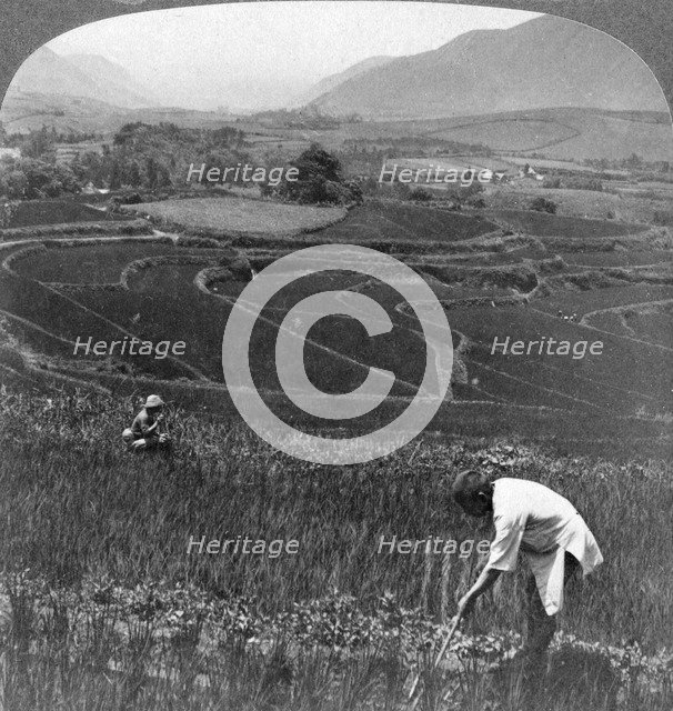 Fertile rice fields in the old crater of Aso-San, Japan, 1904.Artist: Underwood & Underwood