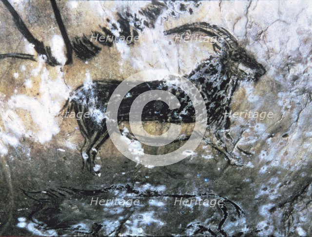 Black Goat Hall (Niaux cave) - panel 4, No. 84: the profile was first drew by a discontinuos line…