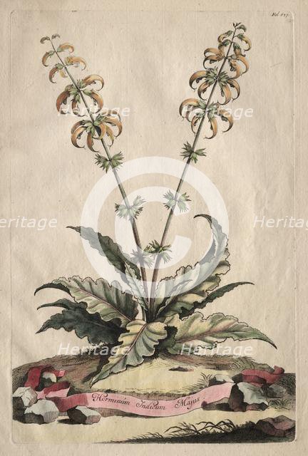 Phytographia Curiosa: Horminum Indicum Majus. Creator: Abraham Munting (Dutch, 1626-1683).