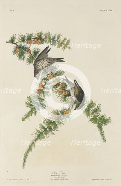 Pine Finch, 1833. Creator: Robert Havell.