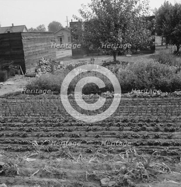 Possibly: Yakima shacktown, (Sumac Park) is one of several large shacktown..., Washington, 1939. Creator: Dorothea Lange.
