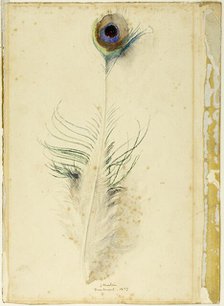 Peacock Feather, 1877. Creator: John Ruskin.