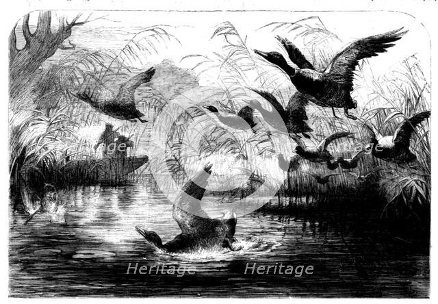 Wild Fowl Shooting, 1858. Creator: Unknown.