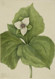 Wax Trillium (Trillium album), 1921. Creator: Mary Vaux Walcott.