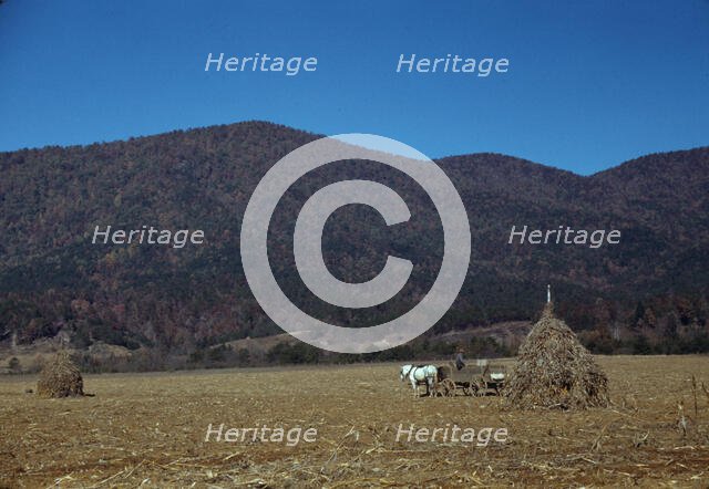 Cornshocks in mountain farm along the Skyline Drive in Virginia, ca. 1940. Creator: Jack Delano.