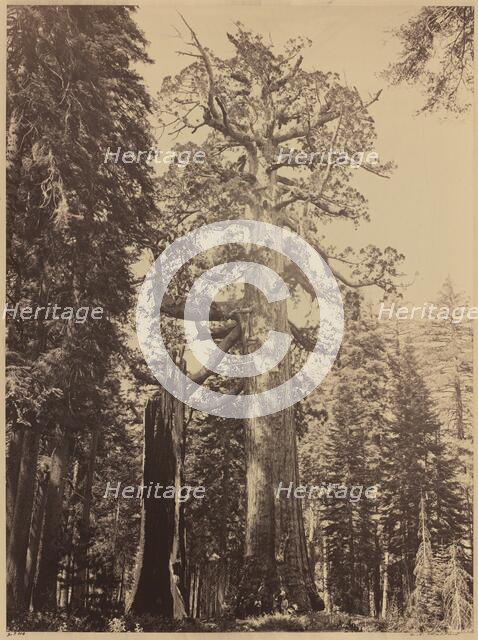 Grizzly Giant, Mariposa Grove, 1861. Creator: Carleton Emmons Watkins.
