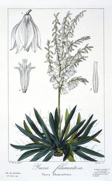 Yucca filimentosa, pub. 1836. Creator: Panacre Bessa (1772-1846).