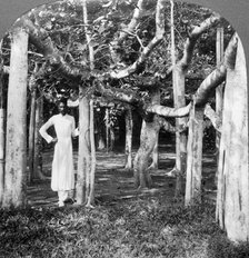 Among the roots of a banyan tree, Calcutta, India, 1900s.Artist: Underwood & Underwood