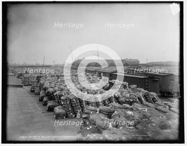 Cotton at railway terminus, Savannah, Ga., between 1890 and 1901. Creator: Unknown.