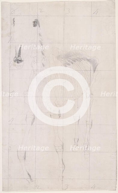Working drawing for 'The Tenth Anatomical Table of the Muscles ... of the Horse', 1756. Creator: George Stubbs.