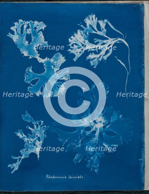 Rhodomenia laciniata, 1843 or 1844. Creator: Anna Atkins.