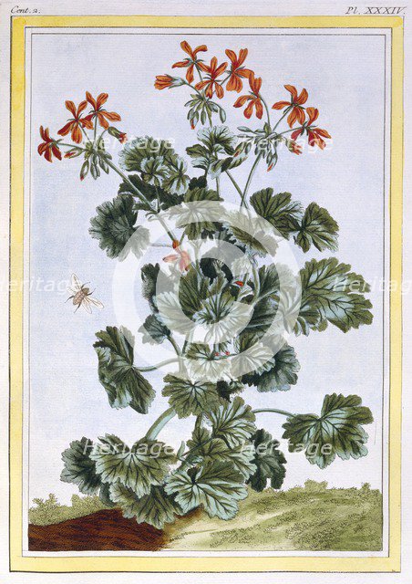 Cranesbill,  pub. 1776. Creator: Pierre Joseph Buchoz (1731-1807).