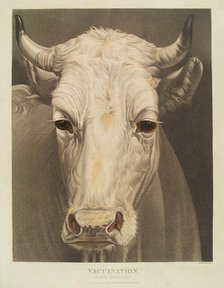 A cow named "Vaccination", 1810. Creator: Matthew Dubourg.
