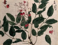 A fruiting plant, possibly of the Flacourtiaceae family. Creator: Unknown.