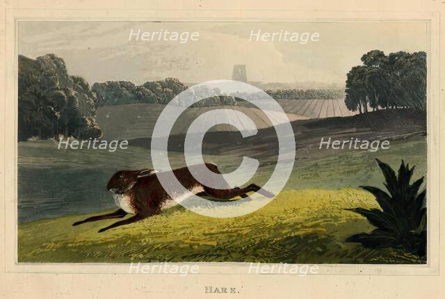 Hare, c1827. Creator: Newton Smith Limbird Fielding.