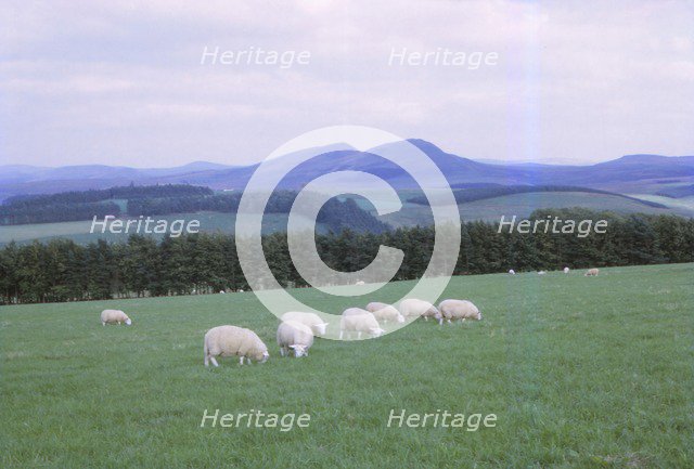 Cheviots, South of Jedburgh, Scotland, 20th century. Artist: CM Dixon.