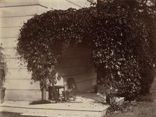 American Creeper, Blake House, 1860. Creator: Alfred Capel-Cure.