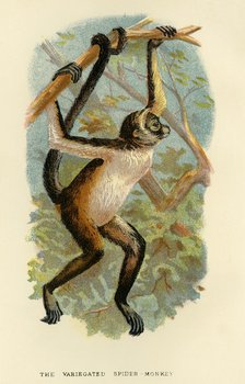 'The Variegated Spider-Monkey', 1896. Artist: Henry Ogg Forbes.