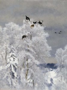 Black Grouse in a Treetop, 1923. Creator: Bruno Liljefors.