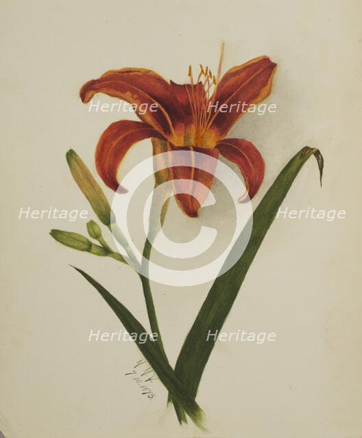Untitled (Lily), 1875. Creator: Mary Vaux Walcott.
