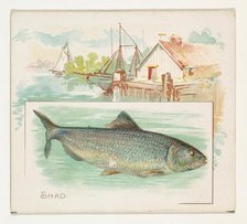 Shad, from Fish from American Waters series (N39) for Allen & Ginter Cigarettes, 1889. Creator: Allen & Ginter.