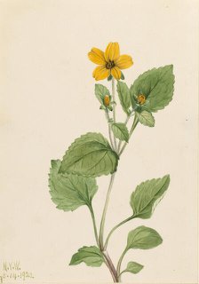 Golden Star (Chrysogonum virginianum), 1922. Creator: Mary Vaux Walcott.