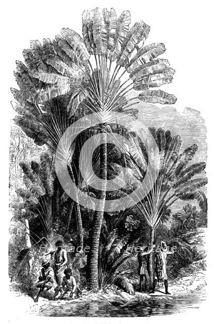 Sketches from Madagascar - the Traveller's-tree (Urania speciosa), 1858. Creator: Josiah Wood Whymper.