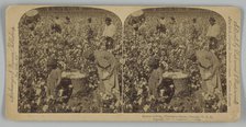 Cotton is King, Plantation Scene, Georgia, U. S. A., 1895. Creator: Strohmeyer & Wyman.