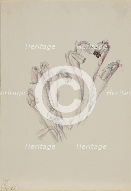 Indian Pipe (Monotropa uniflora), 1926. Creator: Mary Vaux Walcott.