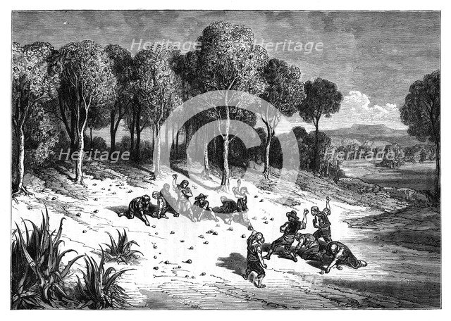 An orange grove in the south of Spain, c1890. Artist: Unknown