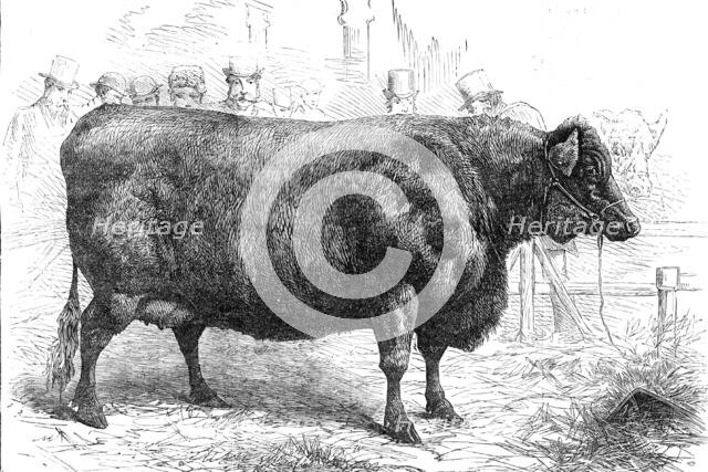 Smithfield Club Cattle Show: Sir W. Gordon Cumming's Scotch polled heifer...Gold Medal, 1881. Creator: Unknown.