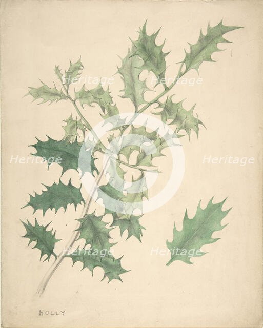 Holly Leaves, 19th century. Creator: Anon.