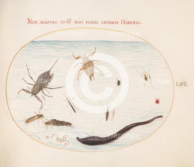 Animalia Aqvatilia et Cochiliata (Aqva): Plate LVI, c. 1575/1580. Creator: Joris Hoefnagel.