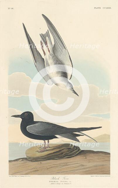 Black Tern, 1835. Creator: Robert Havell.
