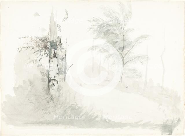 Tree Study, mid-1850s. Creator: John Ruskin.