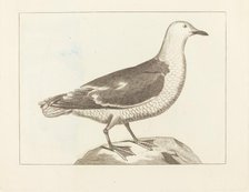 Water Fowl, early 19th century. Creator: Unknown.