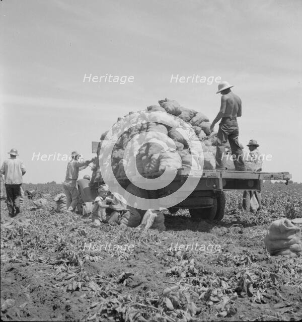 Truck being loaded as it goes down the rows, Shafter, California, 1937. Creator: Dorothea Lange.