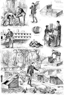Rearing Pheasants: sketches at the Duke of Norfolk’s Pheasantry at Angmering Park, Sussex, 1890. Creator: Carl Hentschel.