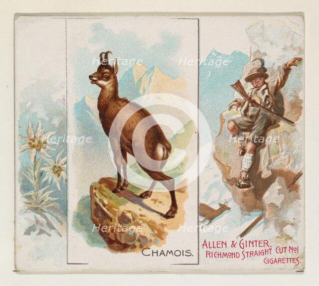 Chamois, from Quadrupeds series (N41) for Allen & Ginter Cigarettes, 1890. Creator: Allen & Ginter.