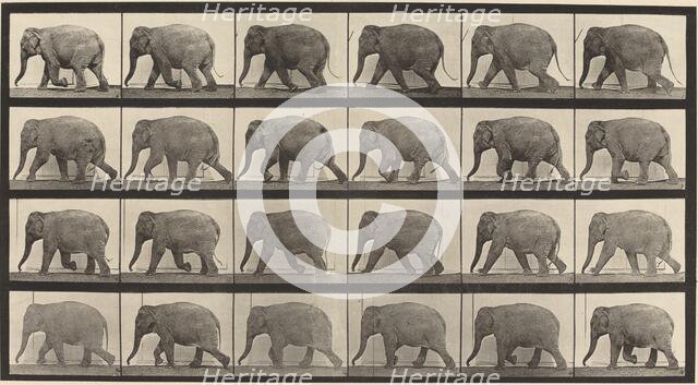 Plate Number 733. Elephant walking, 1887. Creator: Eadweard J Muybridge.