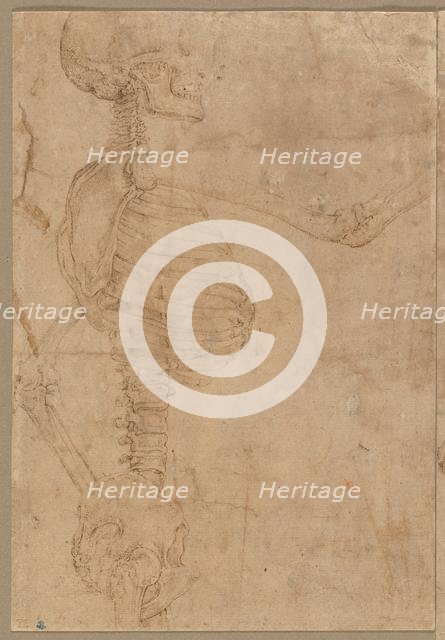 Half-Length Skeleton in Profile, early 1540s. Creator: Battista Franco (Italian, 1498?-1561).