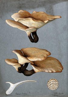 A bracket fungus (Polyporus varius): groups of fruiting bodies with one sectioned, 1900. Creator: G Harding.
