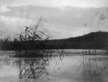 Windswept sedges, c1896. Creator: Frances Benjamin Johnston.