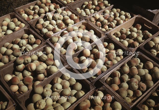 Crates of peaches in the orchard, Delta County, Colo., 1940. Creator: Russell Lee.