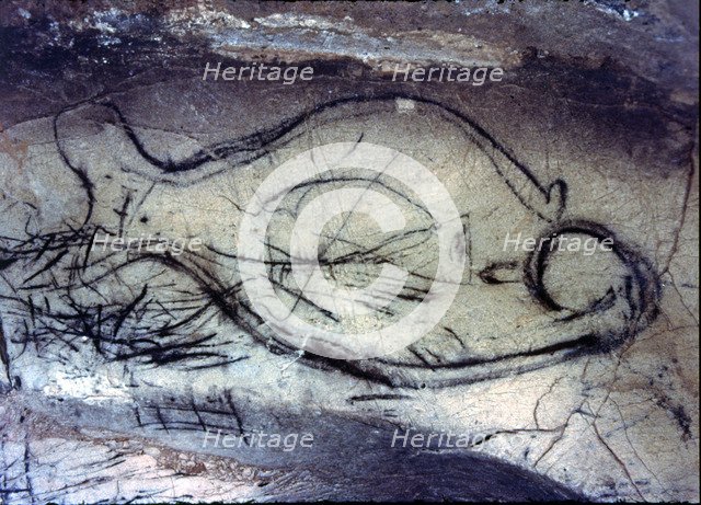 Zoomorphic cave painting from the Upper Paleolithic on the rock of La Pileta cave (Benaoján, Mála…