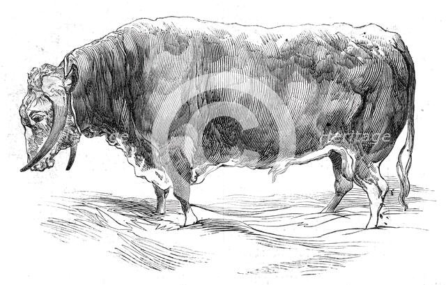 Mr. W. Brink's long-horned bull, 1844. Creator: Unknown.