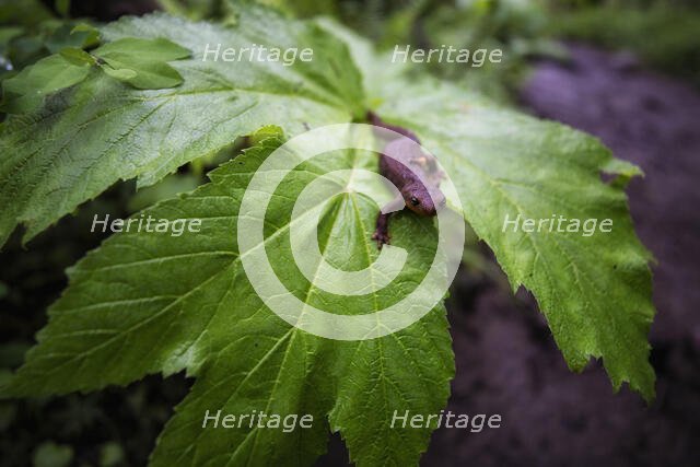 Newt. Creator: Joshua Johnston.
