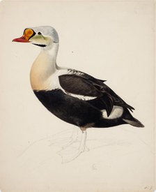 King Eider; unfinished, 1843. Creator: Magnus von Wright.